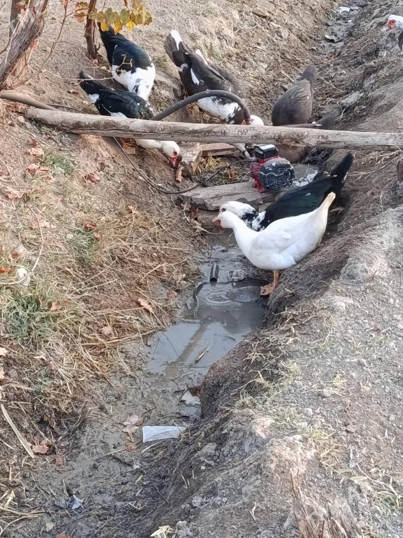 Indautga - Мургап - img 4