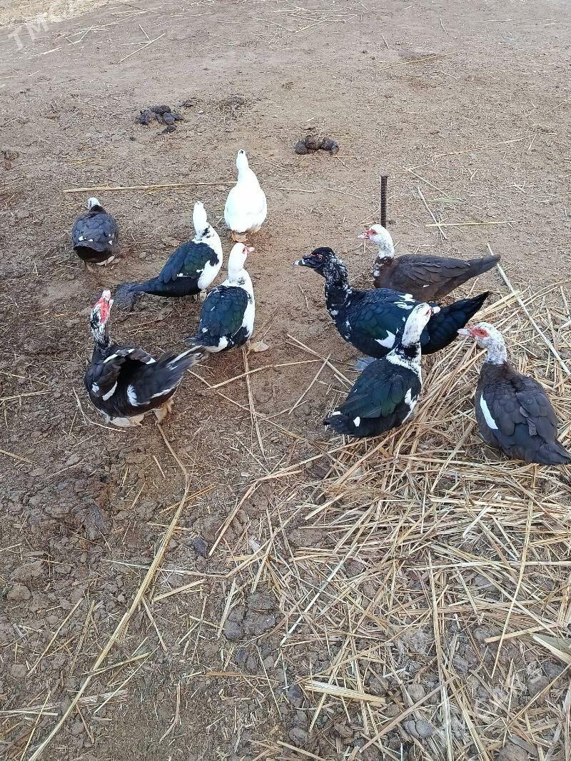 Indautga - Мургап - img 5