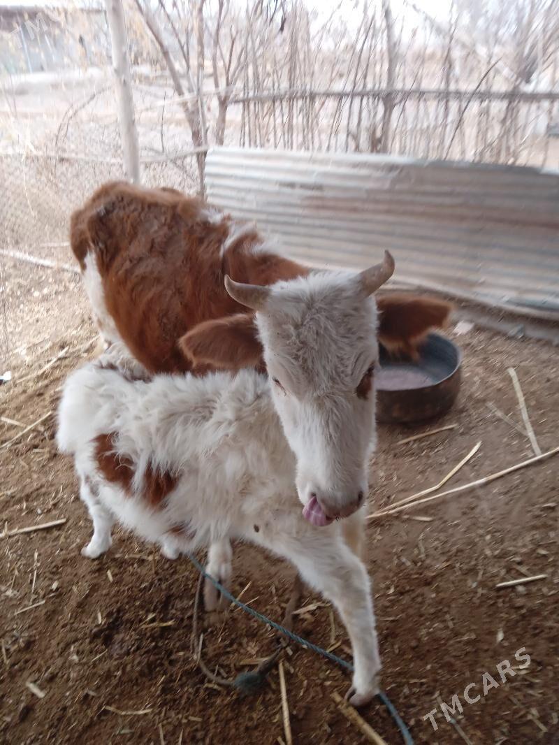 Таналы сыгыр.Танасы 7 айлык. - Губадаг - img 1