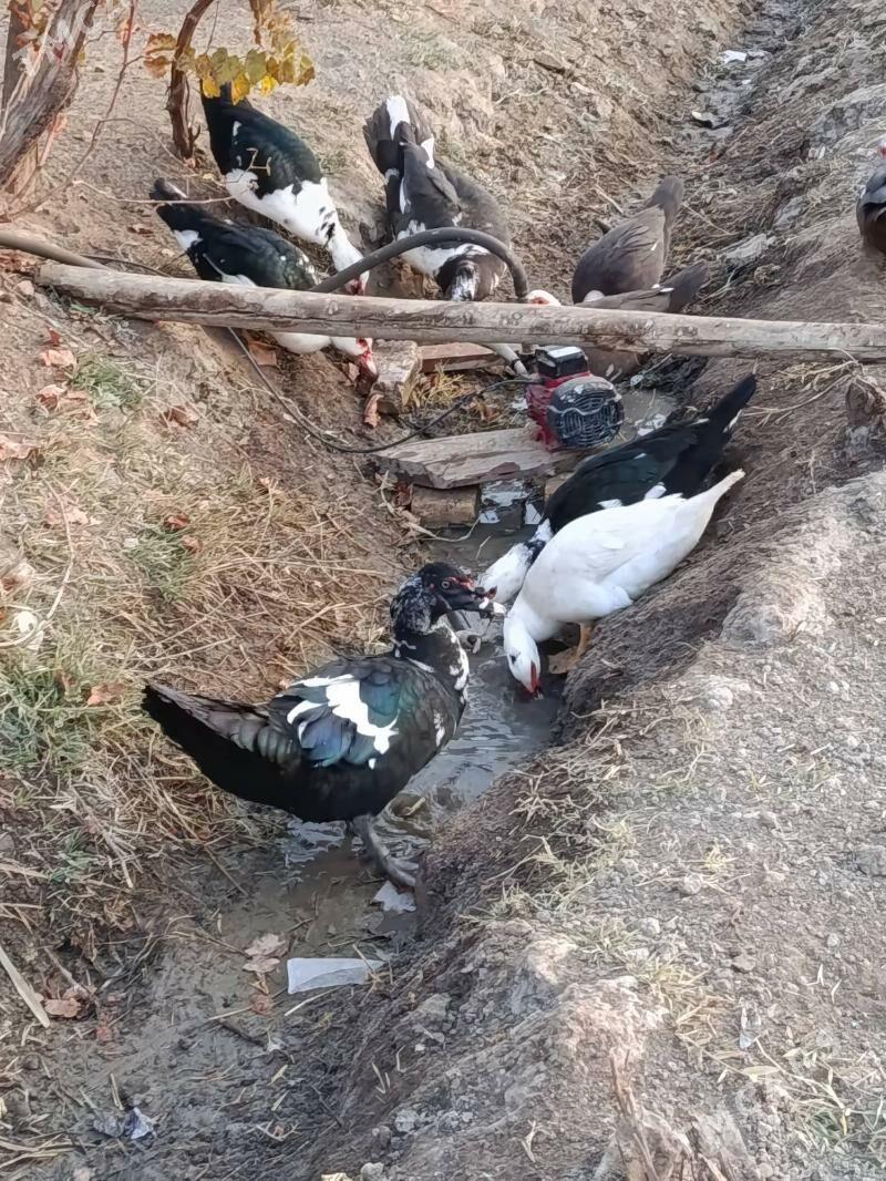 Indautga - Мургап - img 6