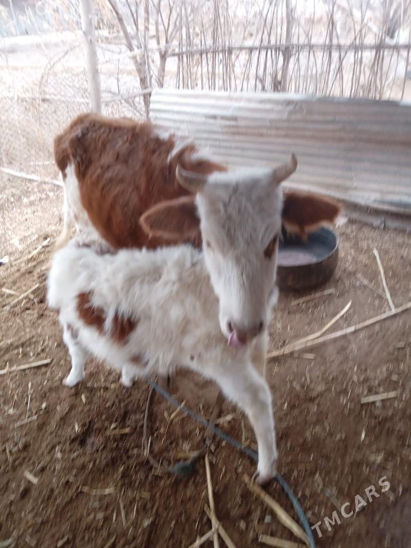 Таналы сыгыр.Танасы  7 айлык. - Губадаг - img 5