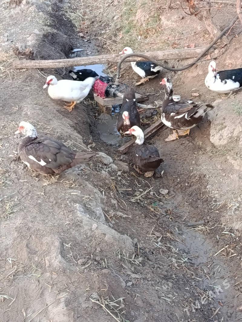 Indautga - Мургап - img 8