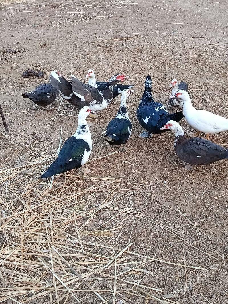 Indautga - Мургап - img 10