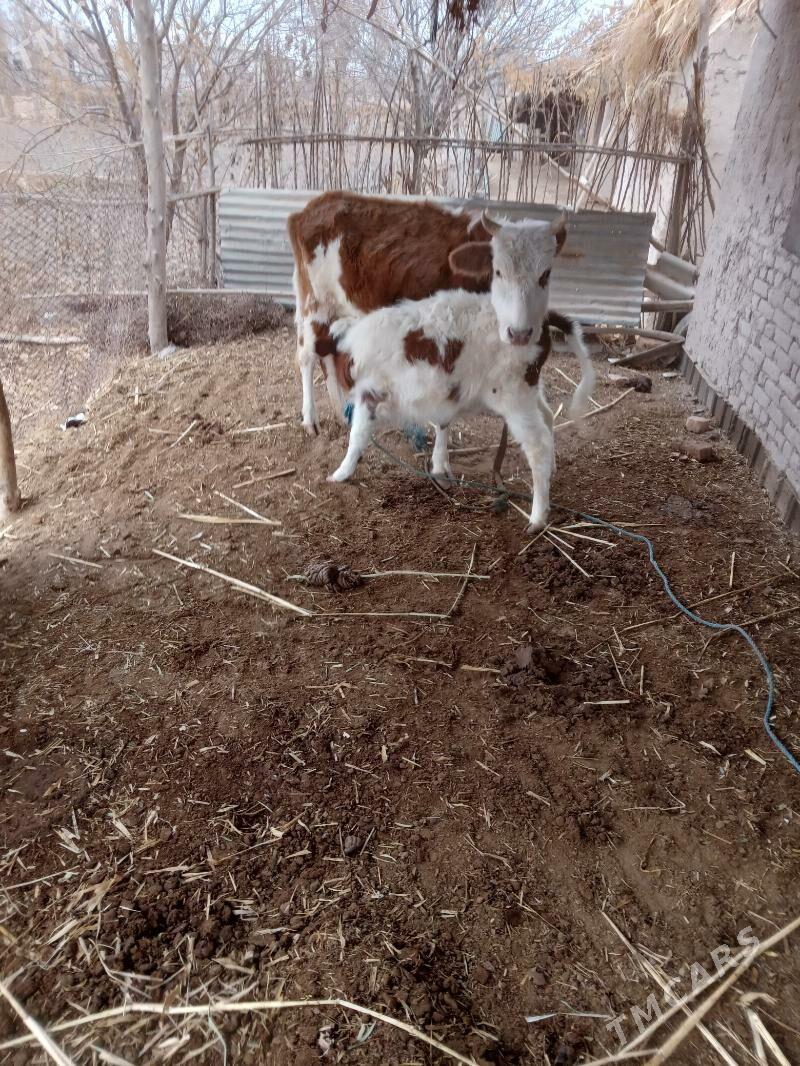 Таналы сыгыр.Танасы  7 айлык. - Губадаг - img 4