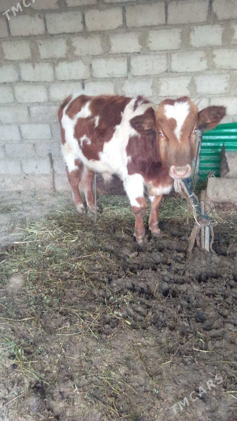 öküz. - Яшлык - img 2