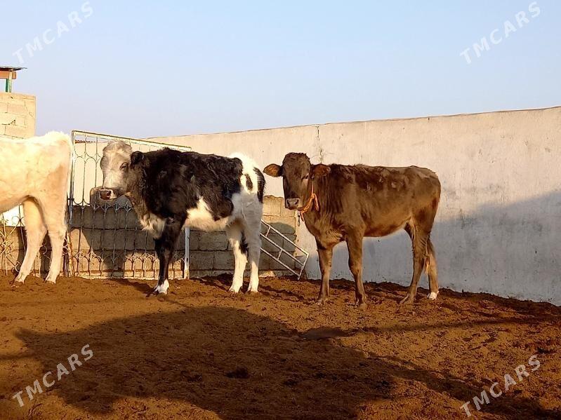 KANATGA ÖKÜZ  2 SANY TÜWE - Gökdepe - img 5