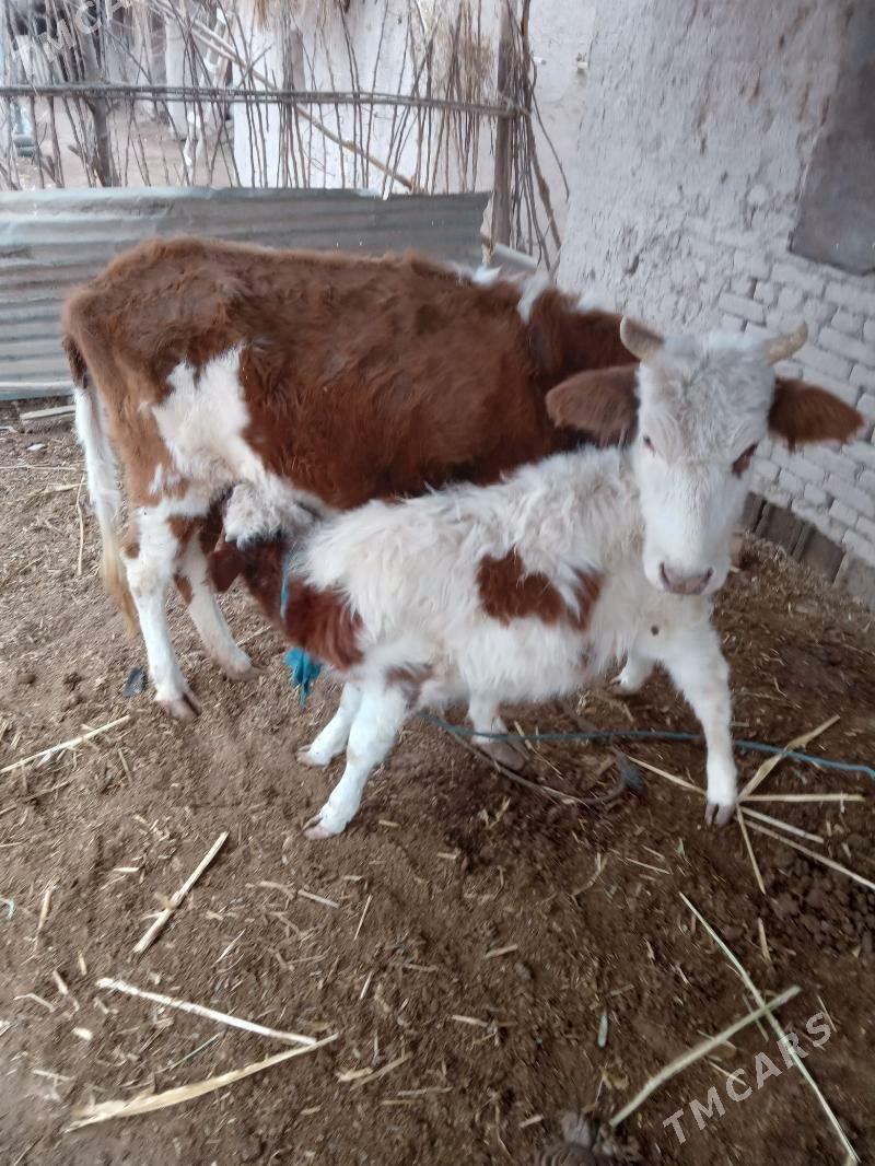 Таналы сыгыр.Танасы  7 айлык. - Губадаг - img 3