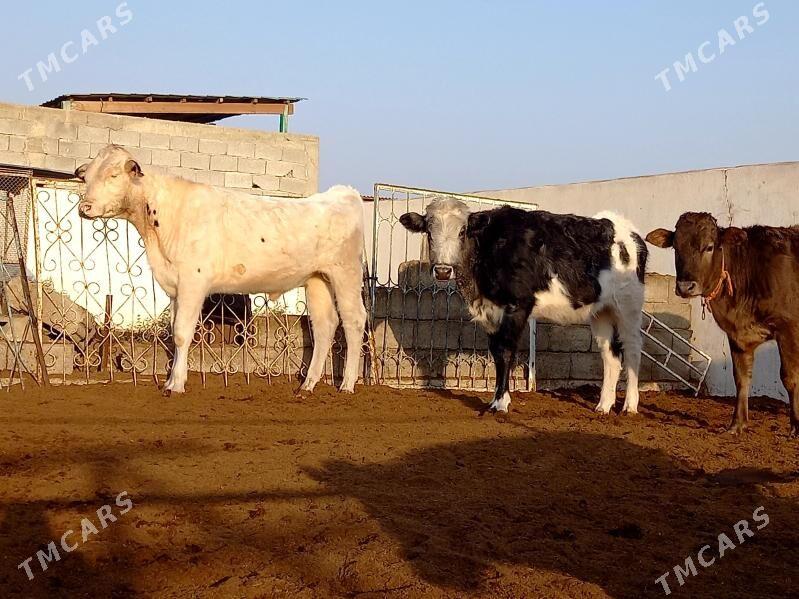 KANATGA ÖKÜZ  2 SANY TÜWE - Gökdepe - img 6