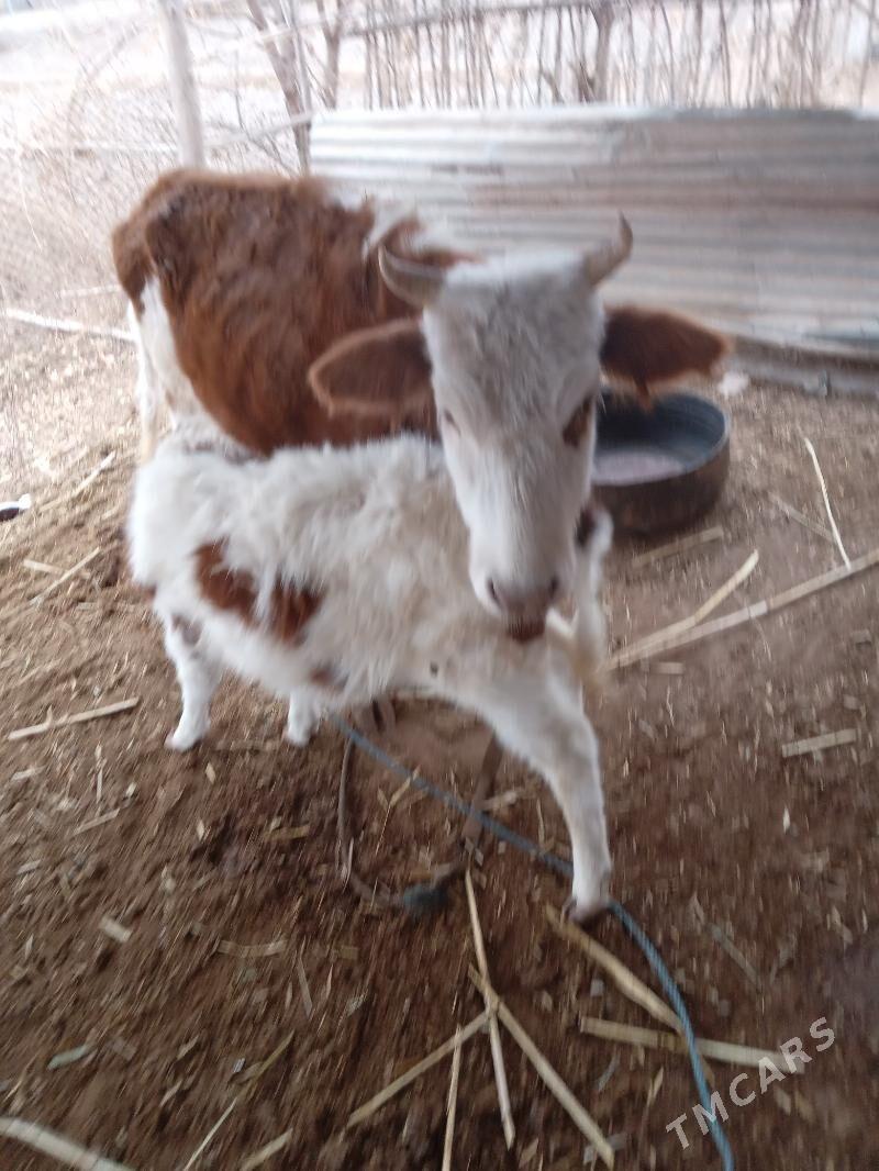 Таналы сыгыр.Танасы  7 айлык. - Губадаг - img 6