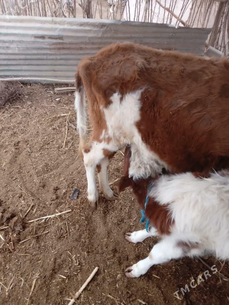 Таналы сыгыр.Танасы  7 айлык. - Губадаг - img 2