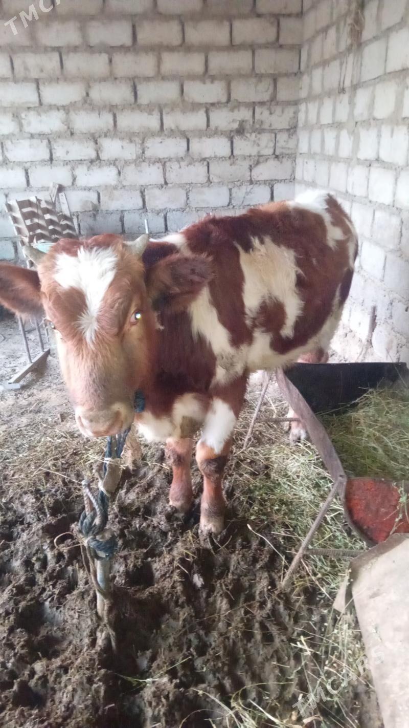 öküz. - Яшлык - img 1