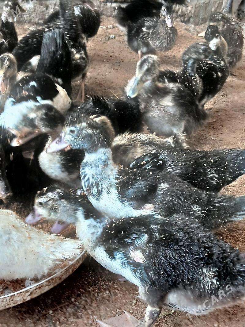 Ördek Indutga - Бузмеин - img 1