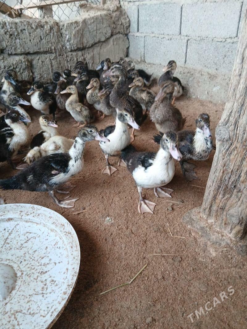 Ördek  Indutga - Бузмеин - img 5