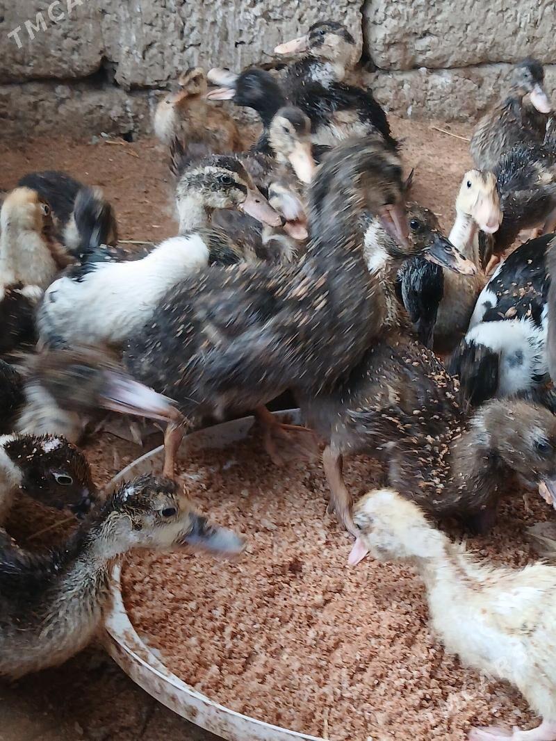 Ördek  Indutga - Бузмеин - img 2