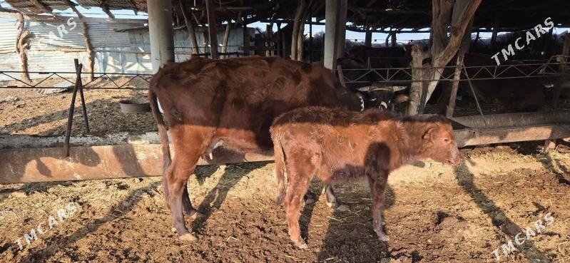 ojekli sygyr - Halaç - img 1