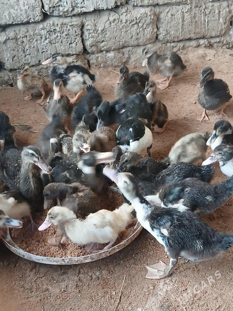 Ördek  Indutga - Бузмеин - img 3