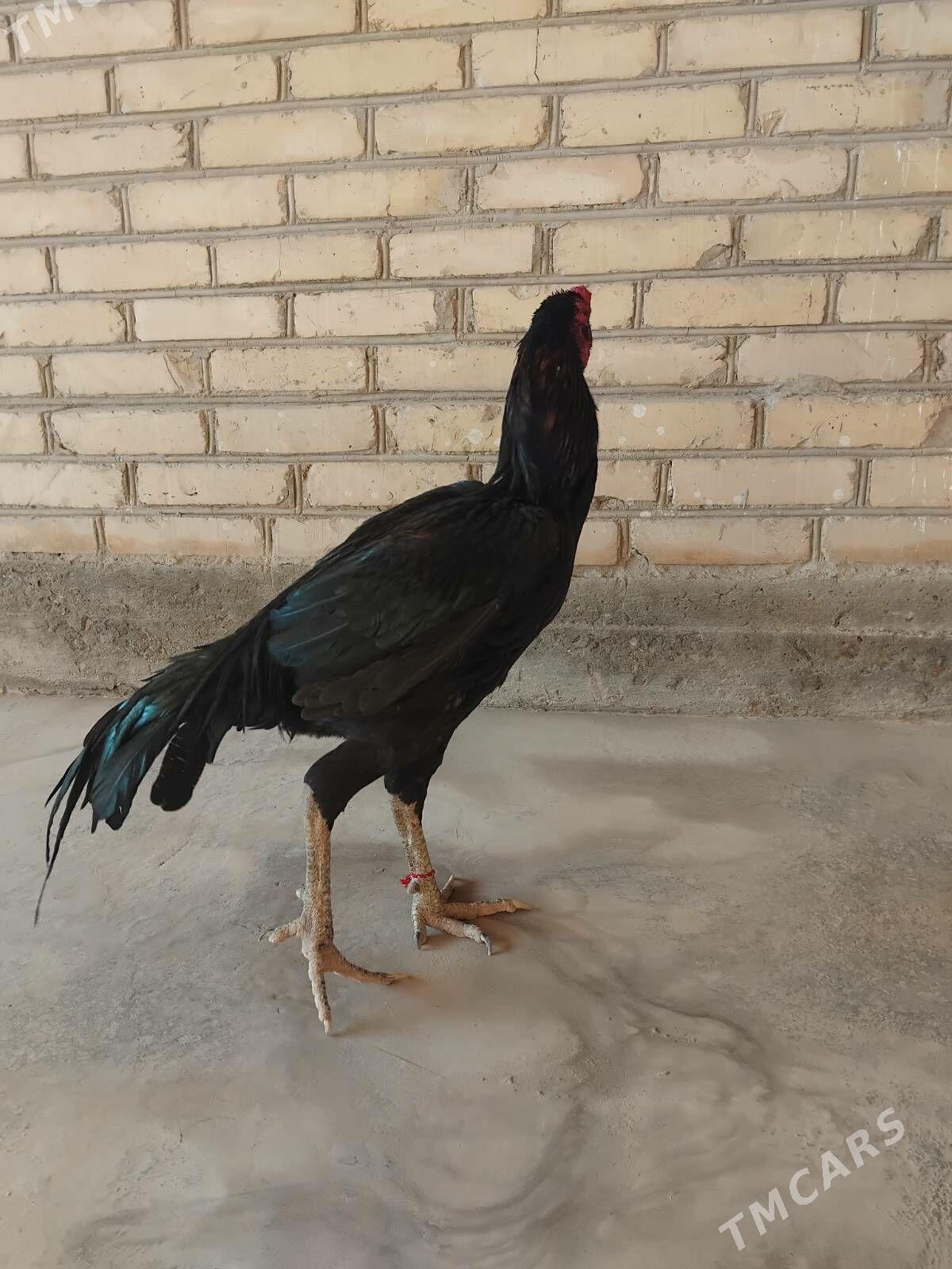 horaz - Чарджоу - img 2