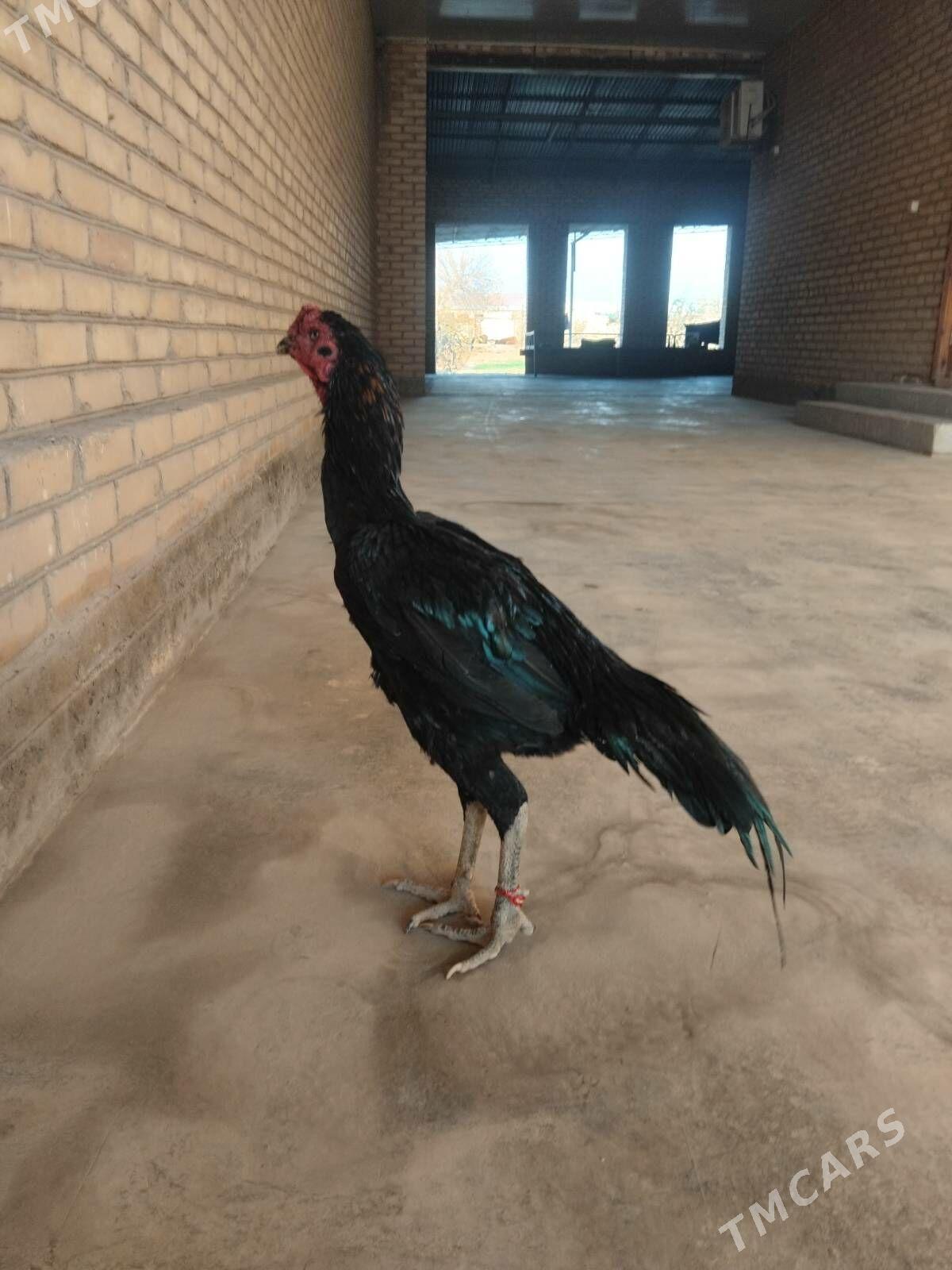 horaz - Чарджоу - img 1