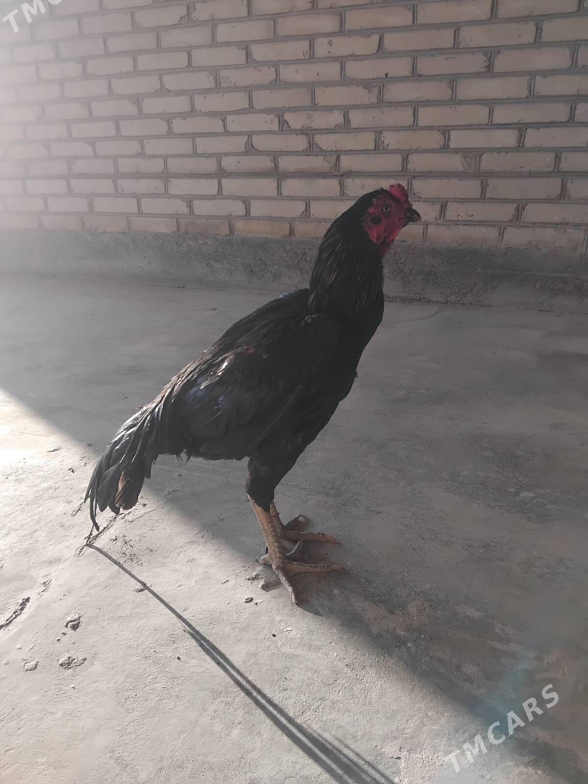 horaz - Чарджоу - img 3