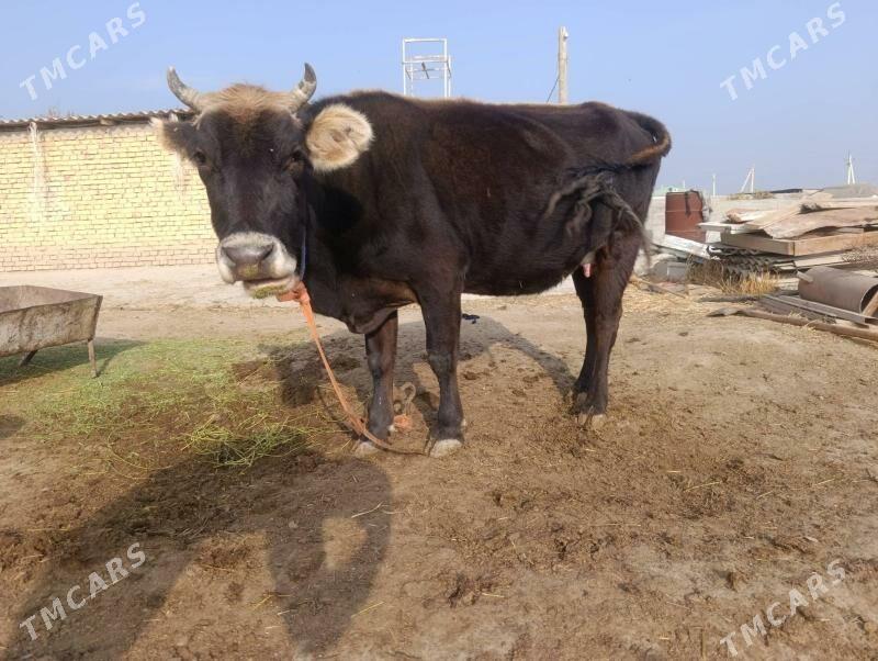 Göleli sygyr - Гёкдепе - img 1