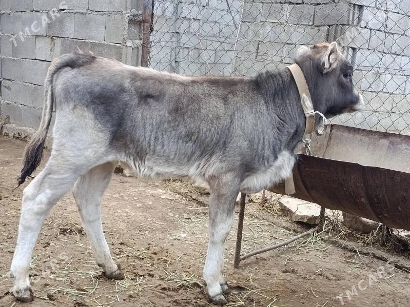 Göleli sygyr - Гёкдепе - img 3