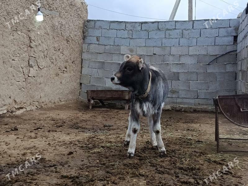 Göleli sygyr - Гёкдепе - img 4