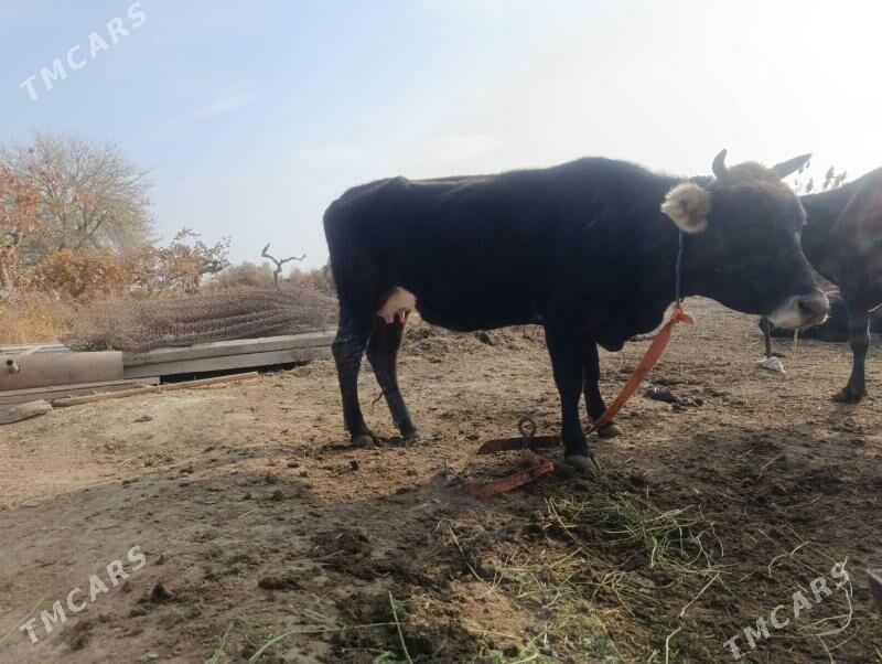 Göleli sygyr - Гёкдепе - img 2