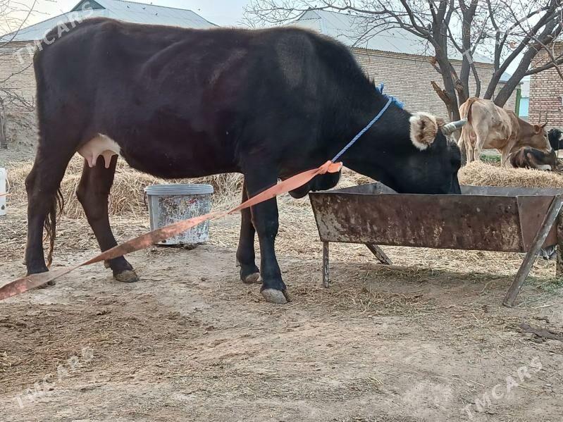 Göleli sygyr - Гёкдепе - img 6