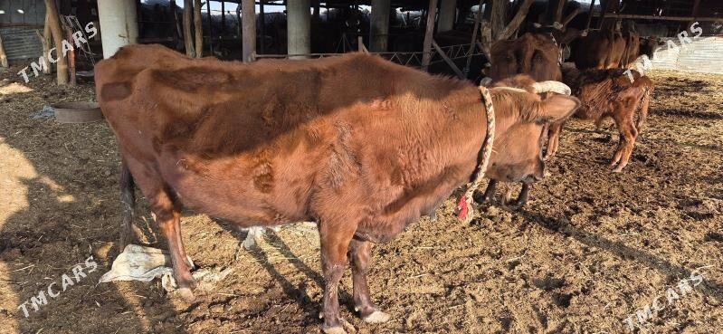 ojekli sygyr - Halaç - img 2