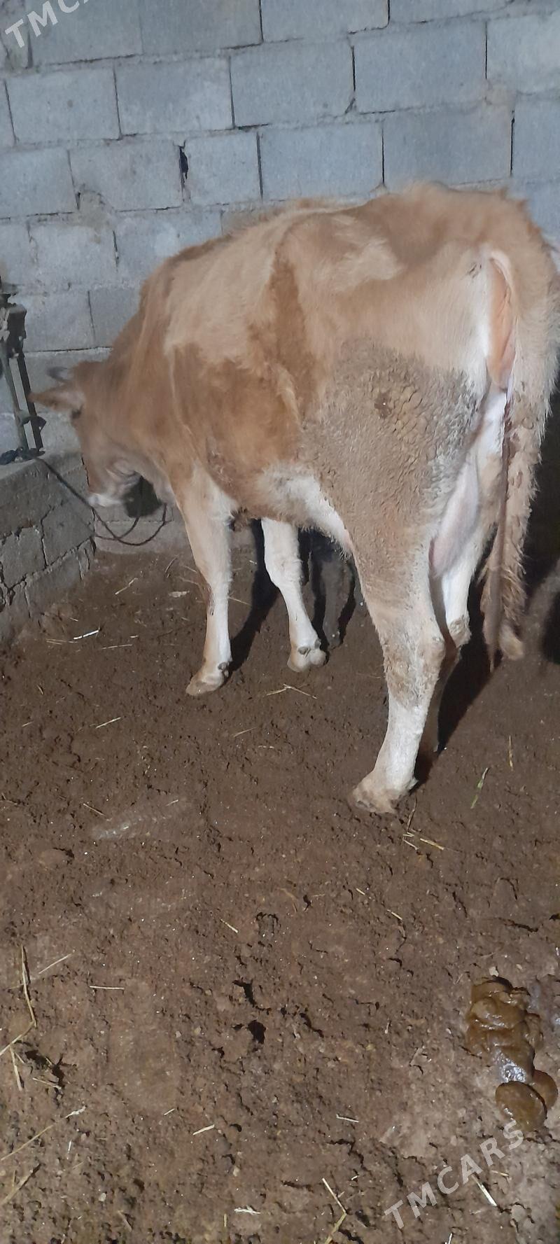 göleli sygyr - Гёкдепе - img 4