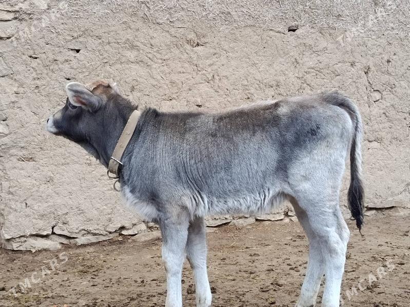 Göleli sygyr - Гёкдепе - img 5