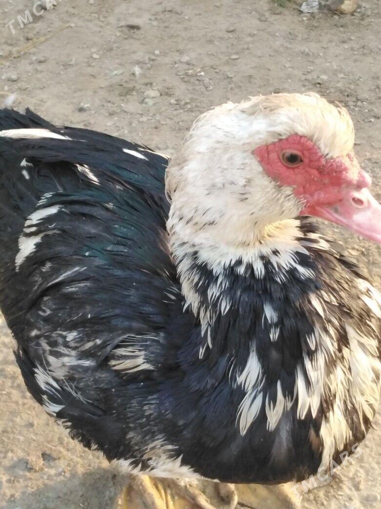 Ordek indiutka - Мургап - img 5