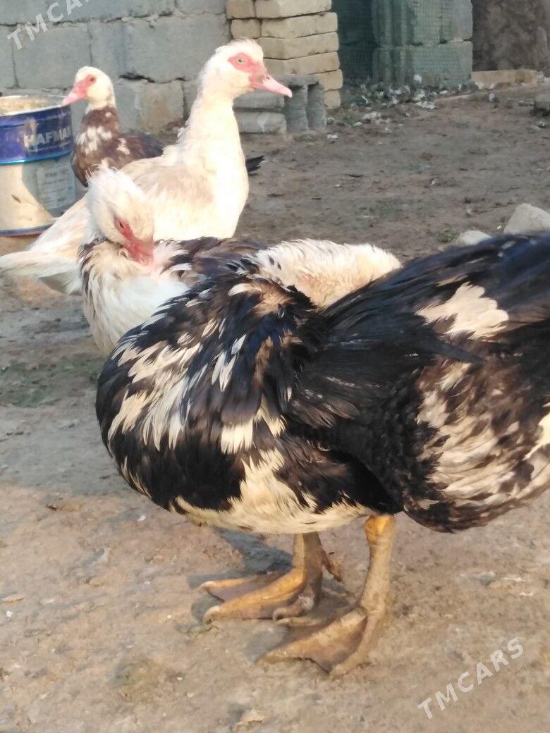 Ordek indiutka - Мургап - img 3