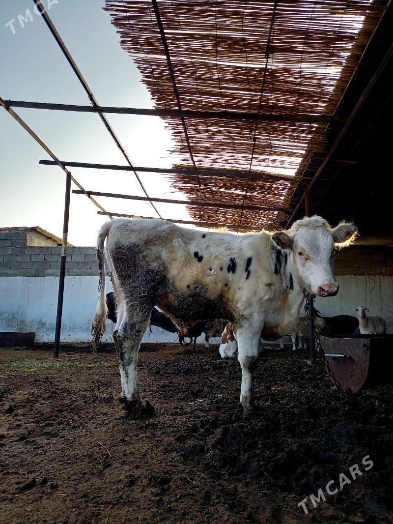 KANATGA ÖKÜZ - Гёкдепе - img 1