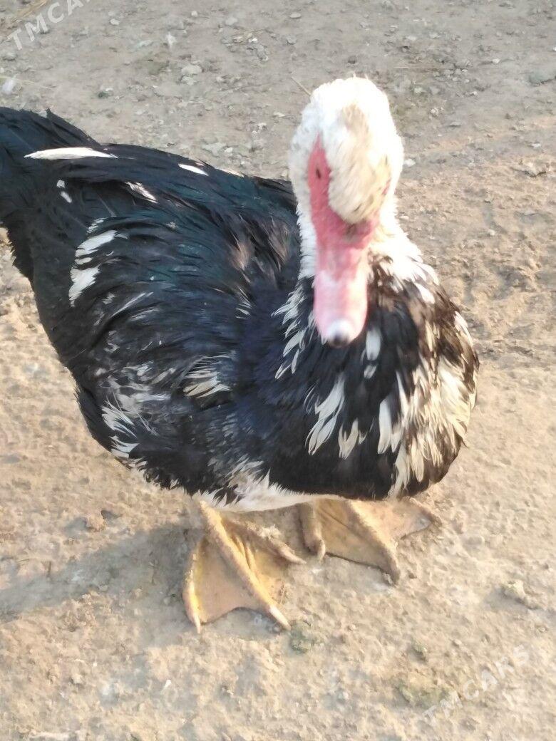 Ordek indiutka - Мургап - img 4