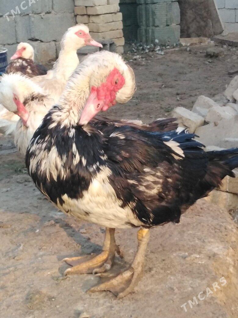 Ordek indiutka - Мургап - img 6