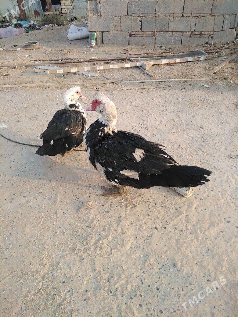 Ordek indiutka - Мургап - img 1