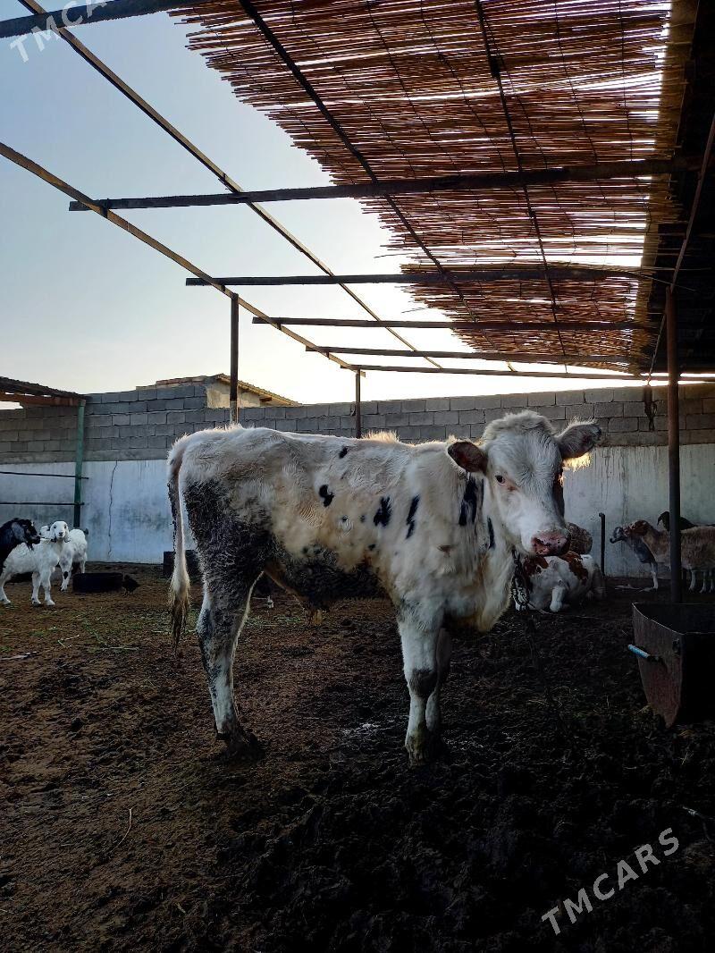 KANATGA ÖKÜZ - Гёкдепе - img 2