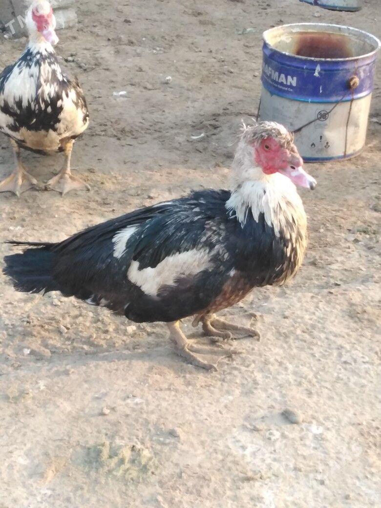 Ordek indiutka - Мургап - img 2