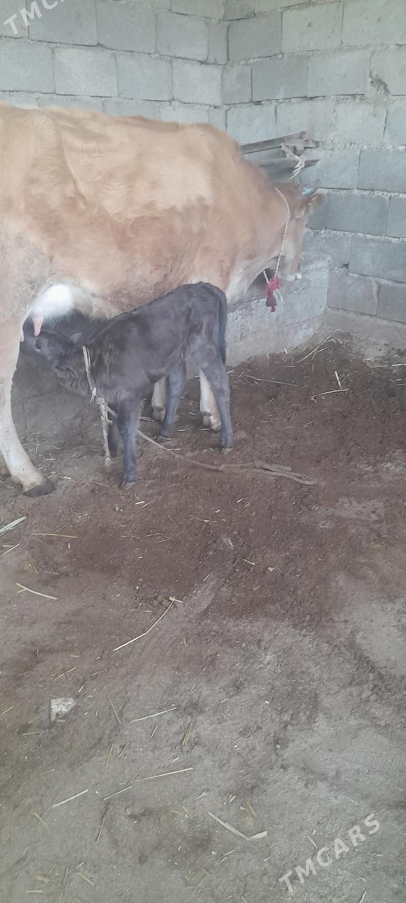 göleli sygyr - Гёкдепе - img 6