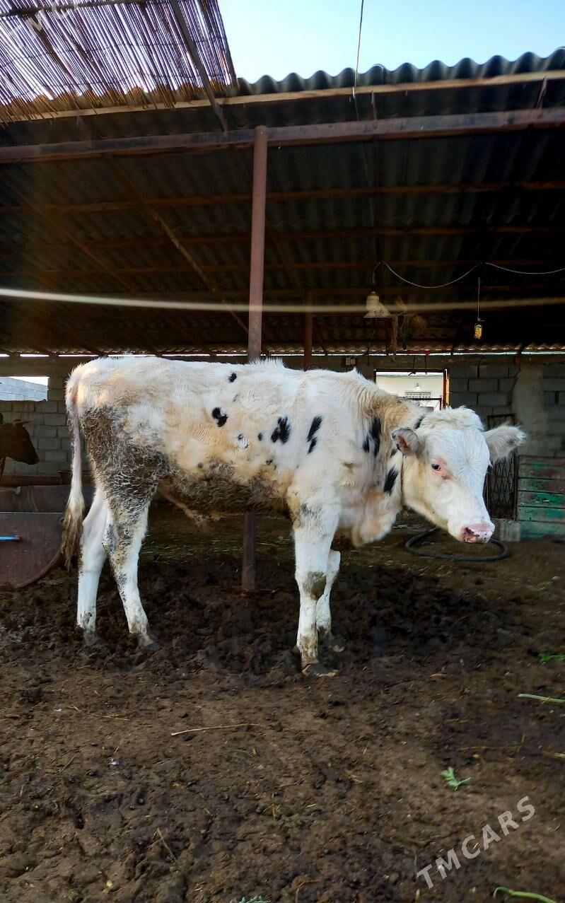 KANATGA ÖKÜZ - Гёкдепе - img 5