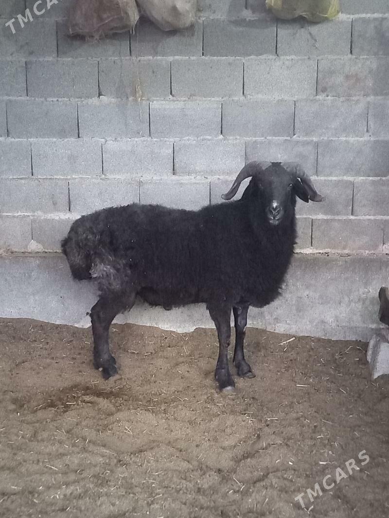 Garaköl goc - Бахарден - img 1