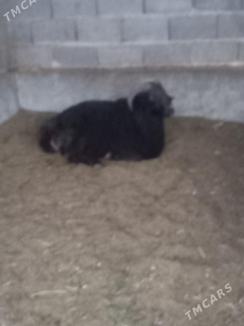 Garaköl goc - Бахарден - img 2