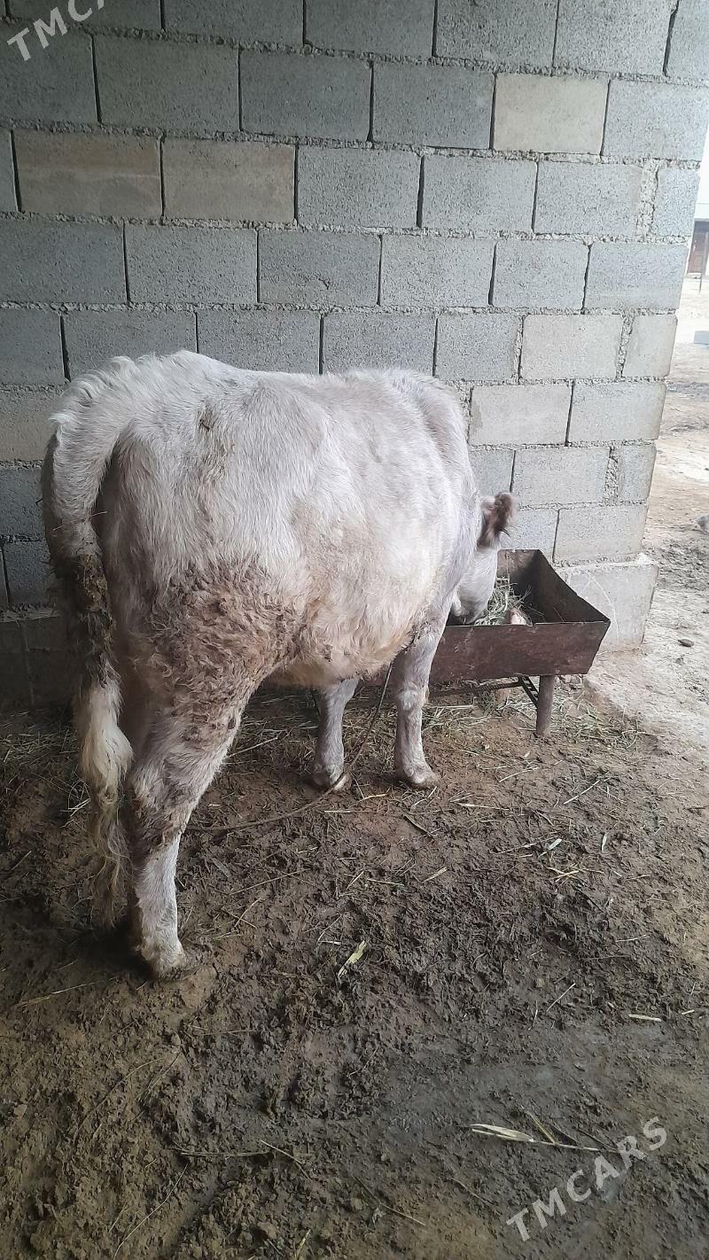 tüwe - Ýaşlyk - img 1