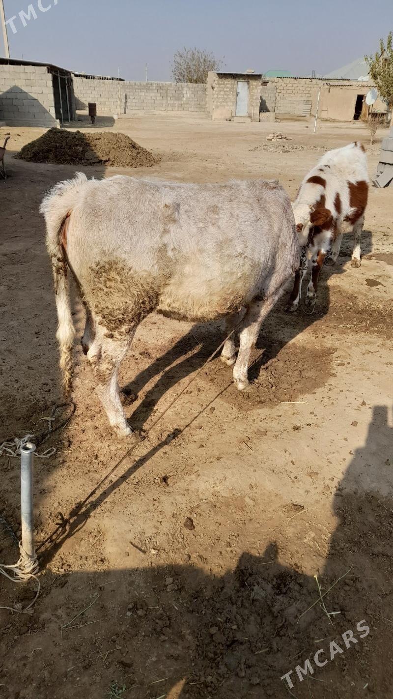 tüwe - Ýaşlyk - img 2