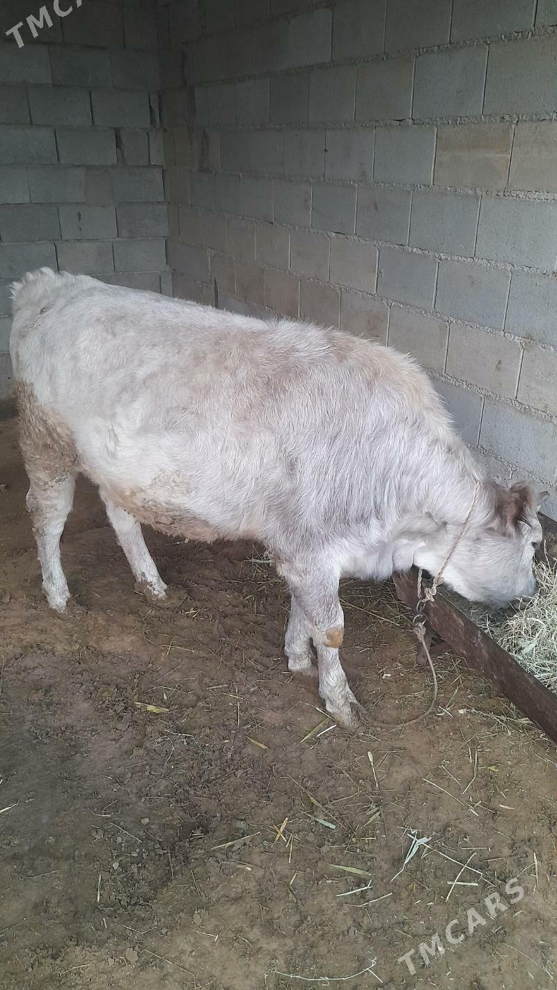 tüwe - Ýaşlyk - img 3