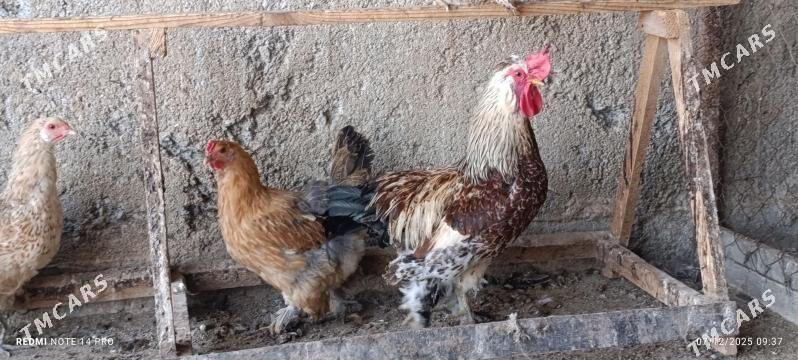 Horoz - Aşgabat - img 3