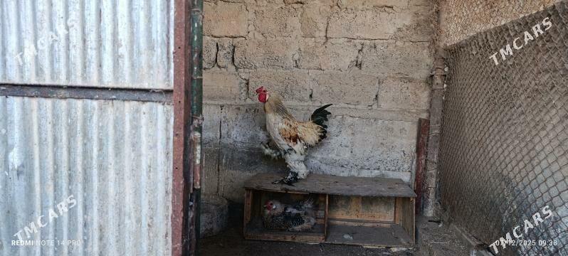 Horoz - Ашхабад - img 1