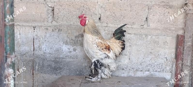 Horoz - Aşgabat - img 2