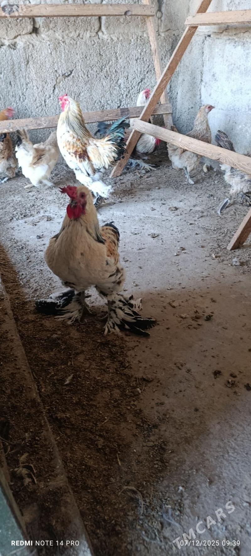 Horoz - Aşgabat - img 4